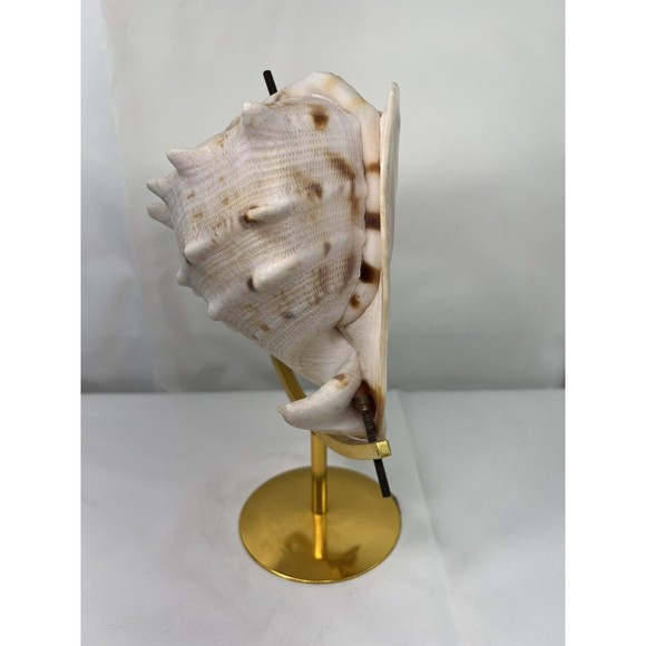 VTG MCM‎ Large Queen's Helmet Conch Sea Shell On Metal Stand Globe Shaped Decor - Picture 5 of 10